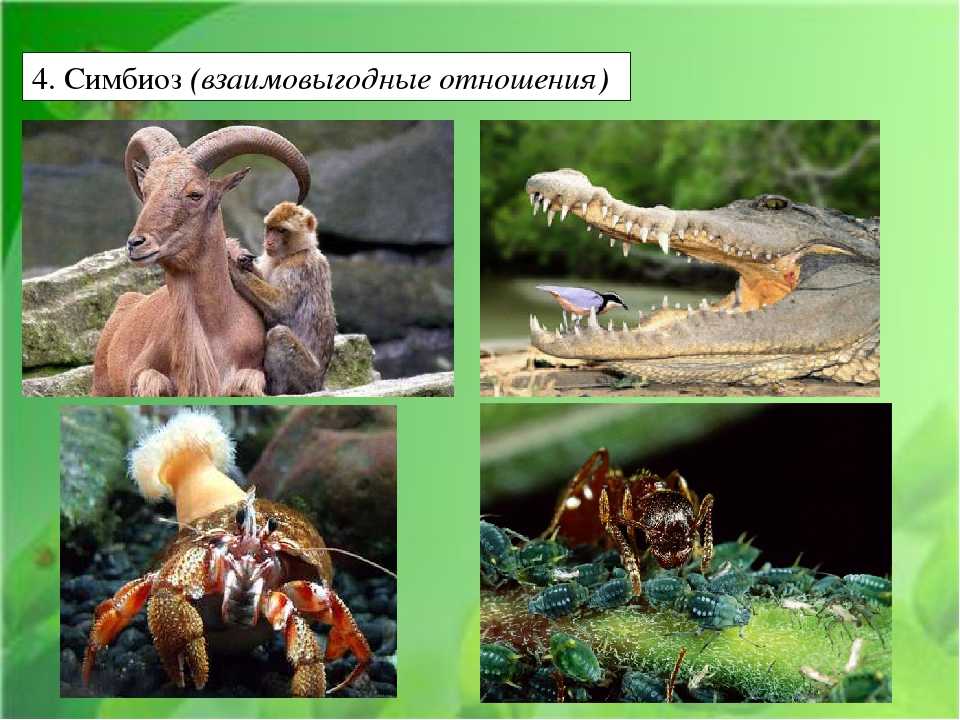 Симбиоз между живыми организмами в природе: виды, примеры и характеристика