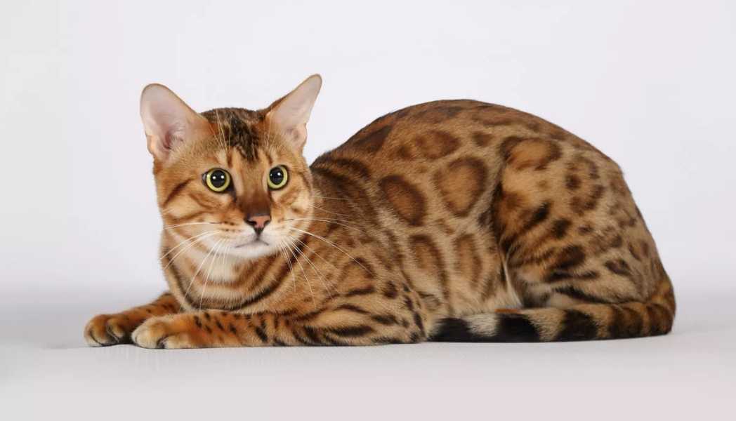 Исчезающие и редкие породы кошек в мире