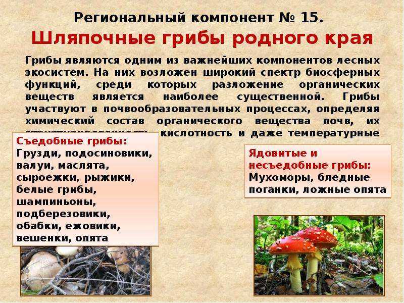 Доклад-сообщение про грибы-паразиты — природа мира
