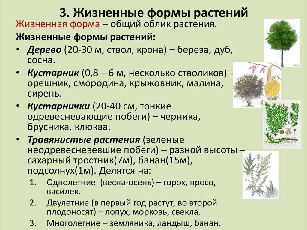 Жизненные ⚠️ формы растений: какие бывают виды, характеристики, примеры