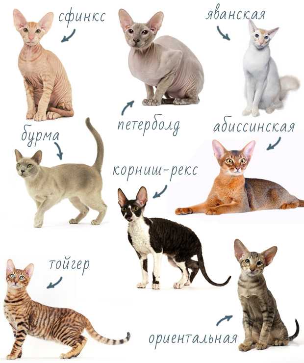 Рейтинг из 10 пород кошек, которые являются наиболее гипоаллергенными для человека Особенности каждой породы с фото