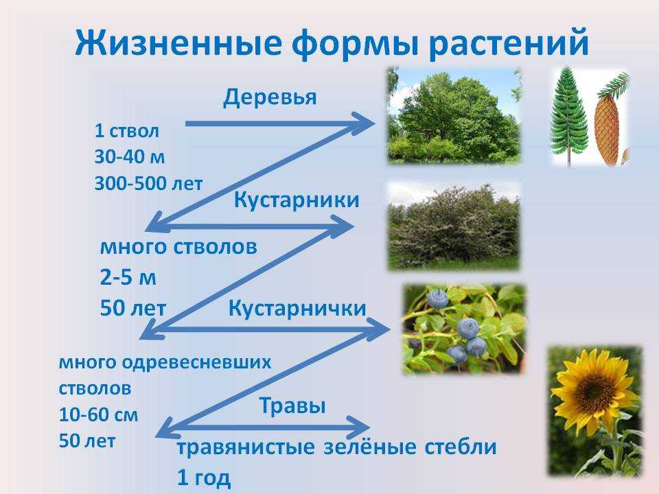 Общая характеристика растений. споровые растения : farmf | литература для фармацевтов