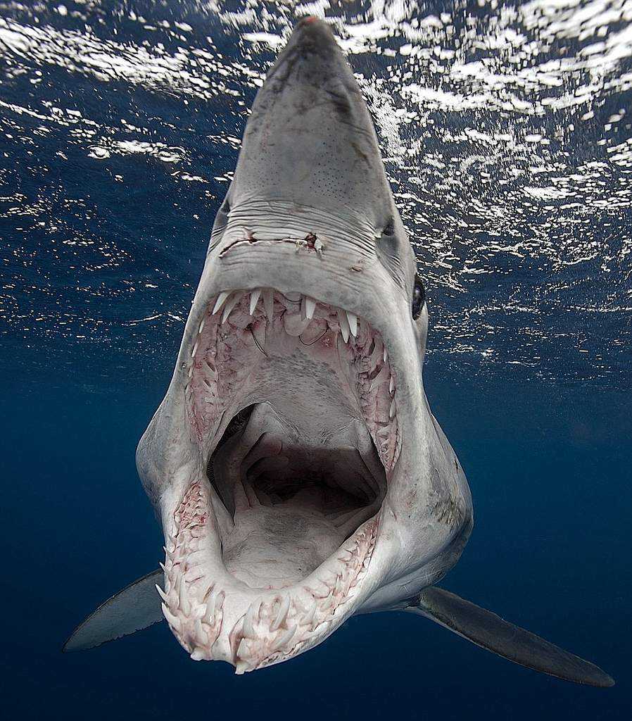 Мако акула опасна для человека. Акула мако. Акула мако Шарк. Isurus oxyrinchus акула мако. Серо голубая акула мако.