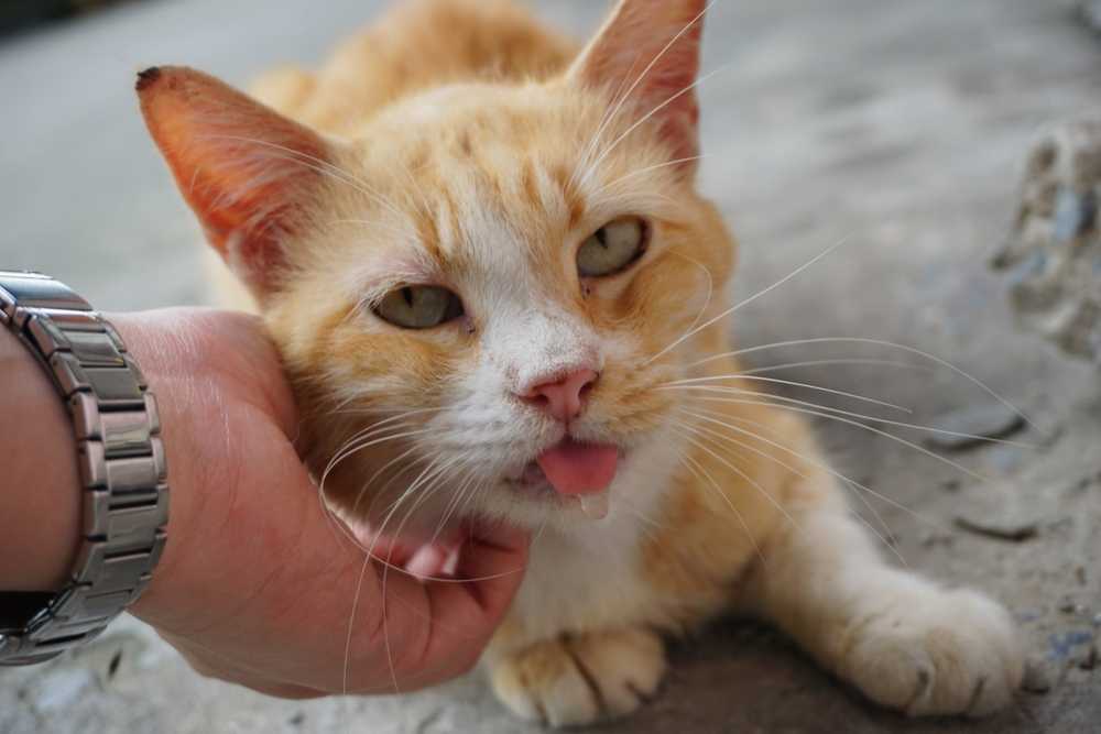 У кота текут слюни изо рта: причины, что делать? почему у кота текут слюни, когда гладишь?