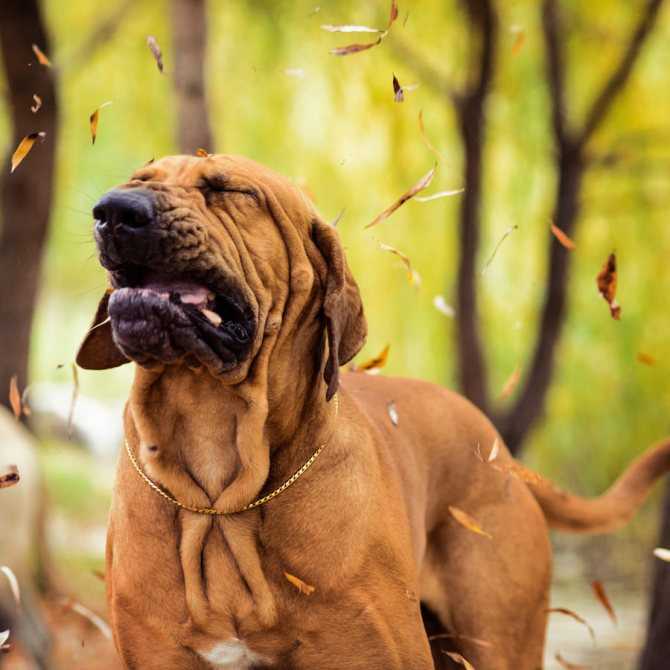 Собака чихает: причины, лечение и профилактика | блог ветклиники "беланта"