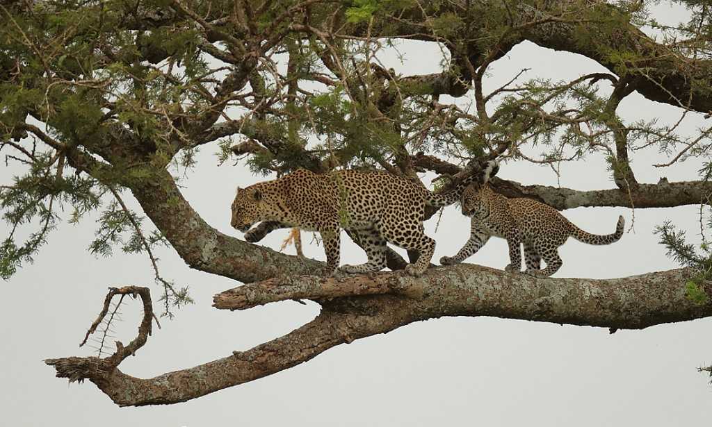ОТВЕТ: Леопард может развивать максимальную скорость бега до