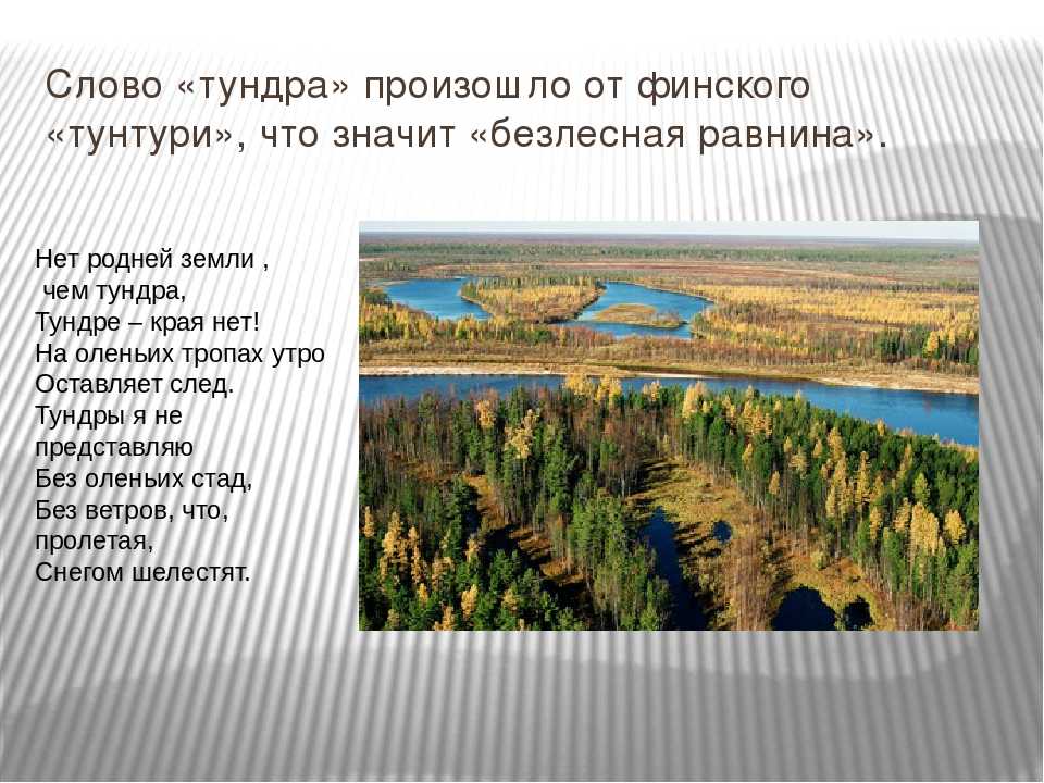 Тундра: географическое положение, особенности климата, животные и растительность природной зоны :: syl.ru