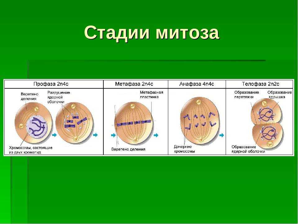 5 стадий деления клетки