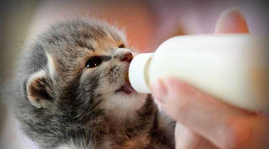 Чем кормить новорожденного котенка в домашних условиях без кошки: готовые и самодельные молочные смеси и соски