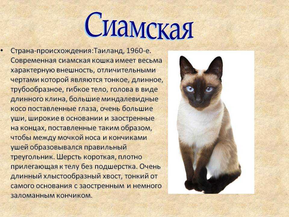 Тайская кошка: голубоглазое чудо из дворцов сиама