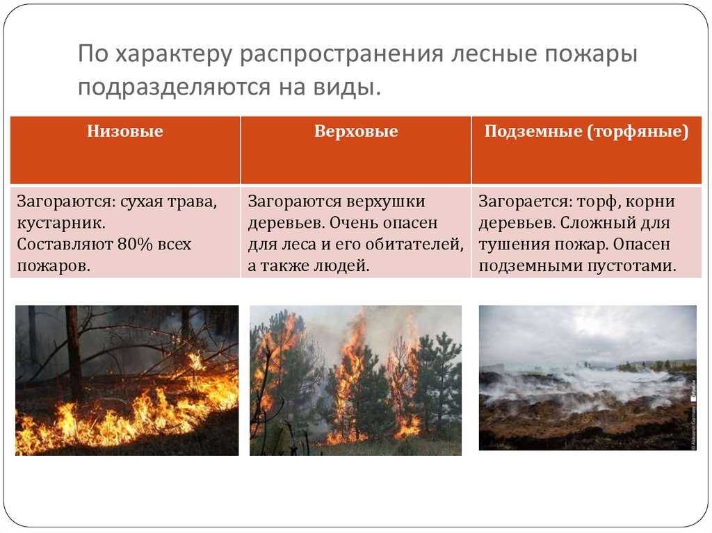 Лесные пожары: виды и классификация