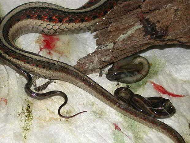 Какими способами змеи рожают своё потомство?
