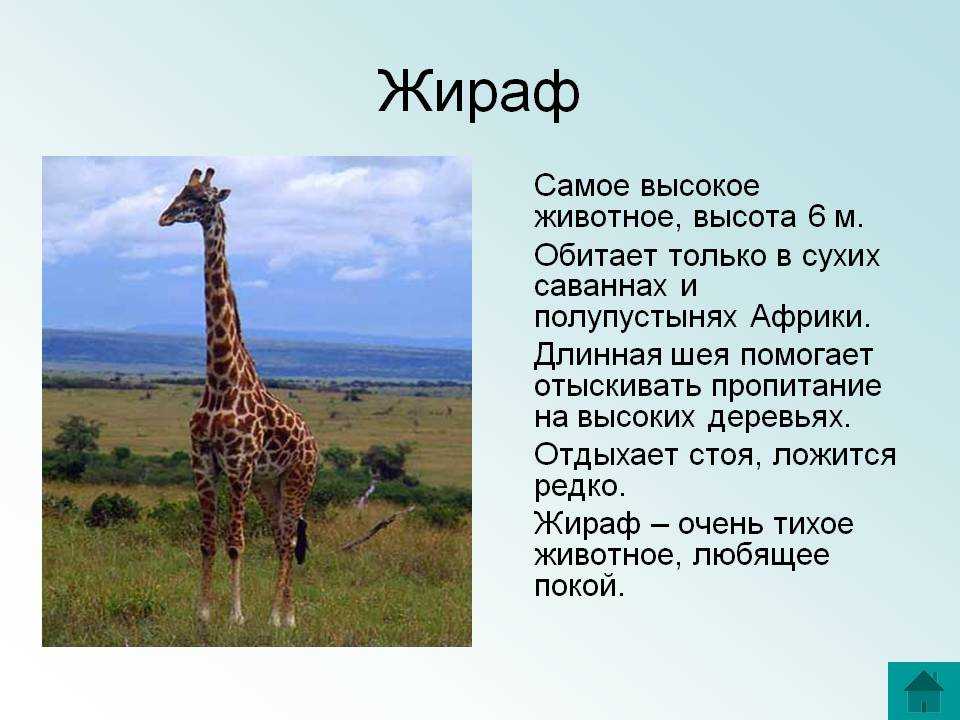 Жираф: где живёт и чем питается, описание животного и много фото