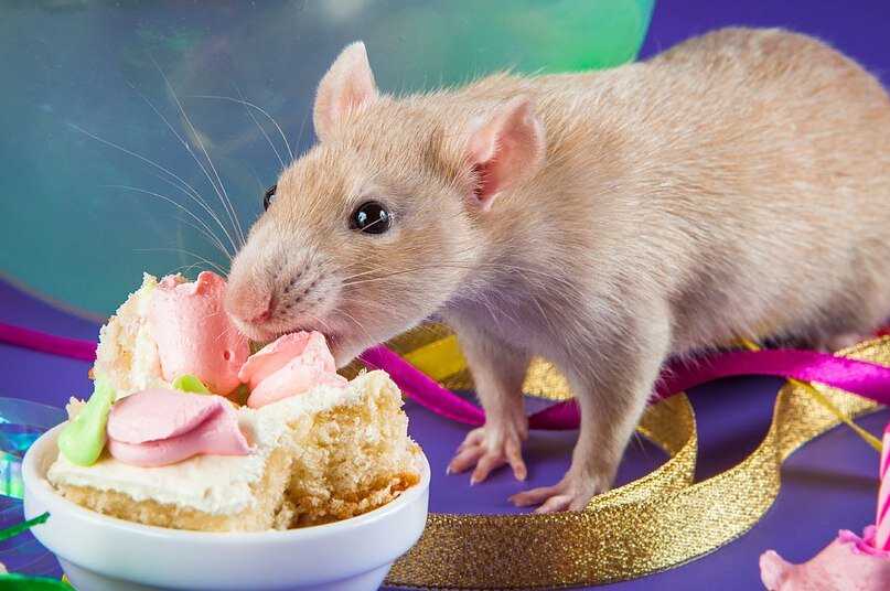 Что едят и чем питаются мыши в домашних условиях и дикой природе