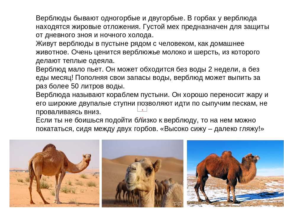 Верблюд: образ жизни живтоного, ареал обитания, фото, интересные факты