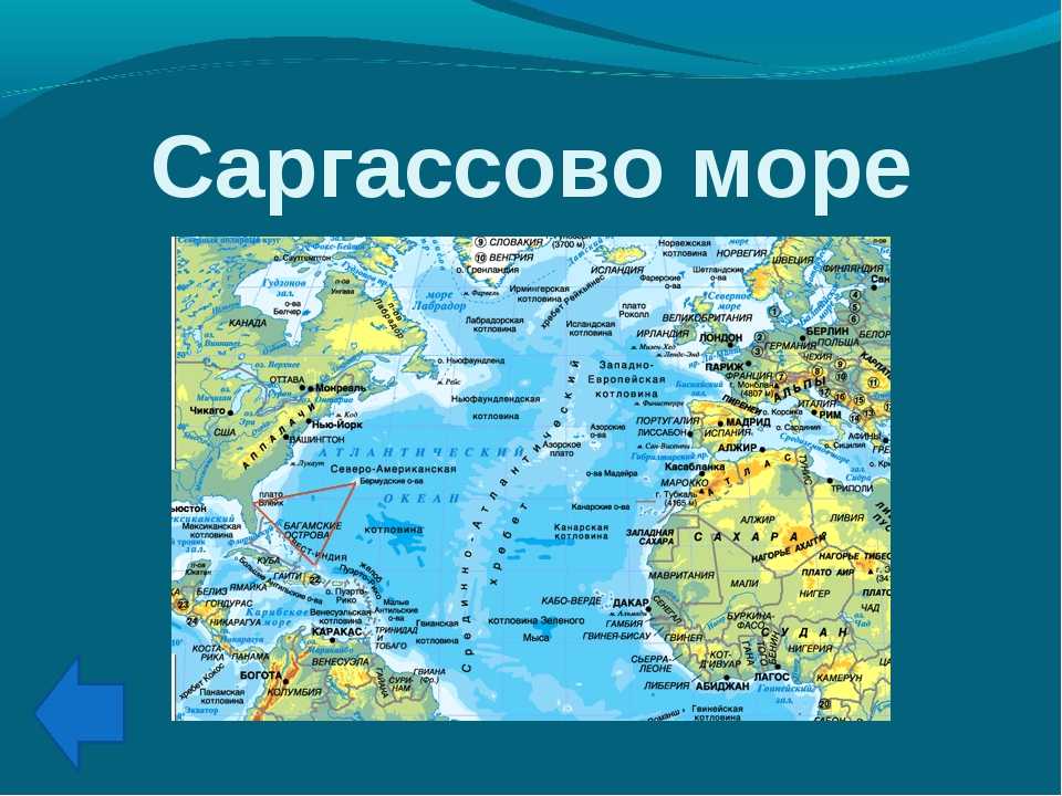 В каком океане больше морей. Саргассово море на карте Атлантического океана. Где находится Саргассово море на контурной карте. Атлантический океан Саргассово море. Где находится Саргассово море на карте.