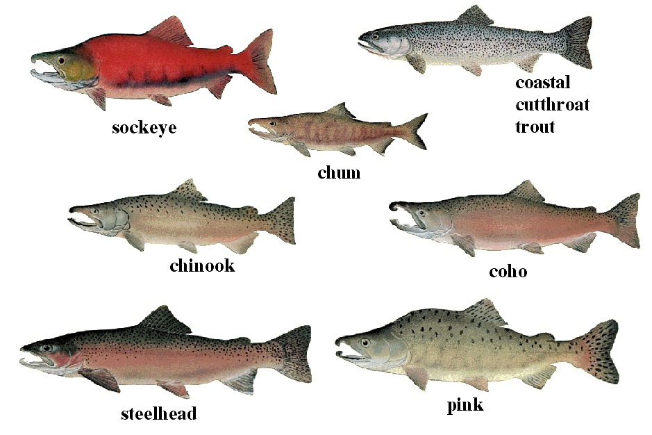 Красная рыба виды и названия. Рыба семейства лососевых нерка. Горбуша семейство лососевых. Кижуч это семейство лососевых. Рыба лососевых пород чавыча.