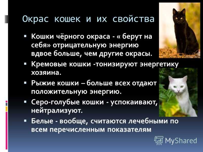 Дымчатый окрас кошек: подробное описание, у каких пород встречается, фото серых котов
