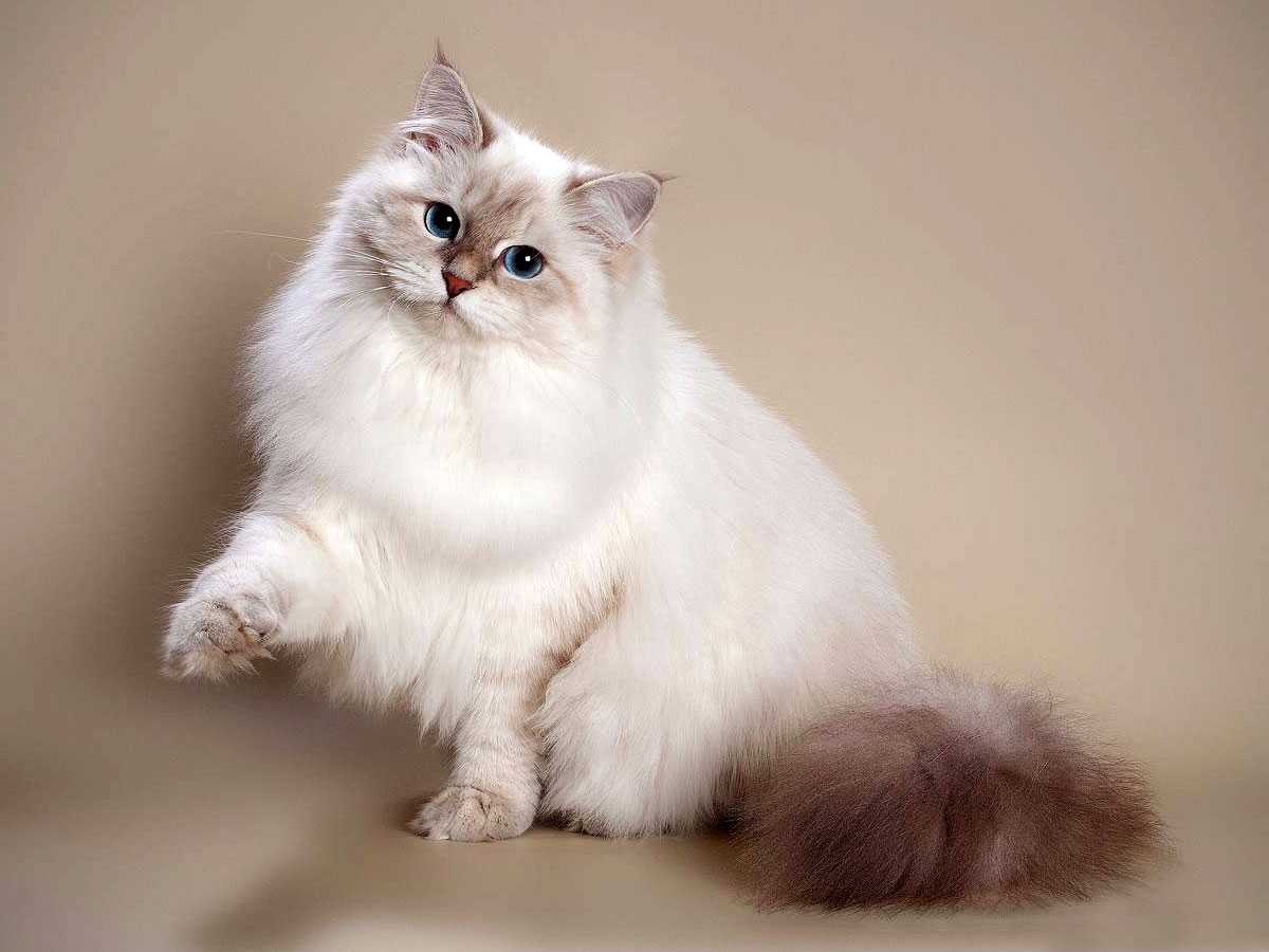 Невская маскарадная кошка (фото): оригинальная длинношерстная красавица