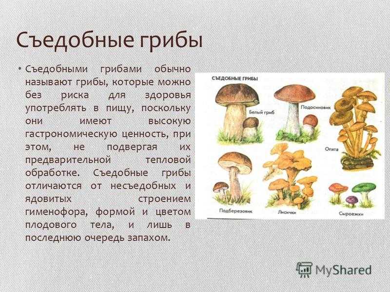 Доклад сообщение ядовитые грибы (описание для детей)