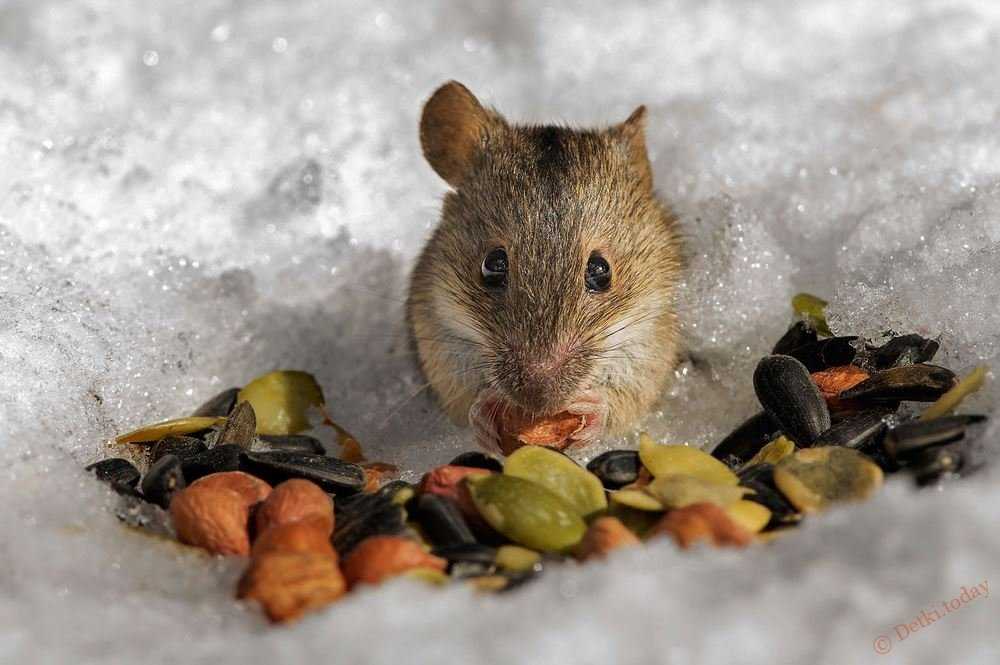 Что едят белые мышки