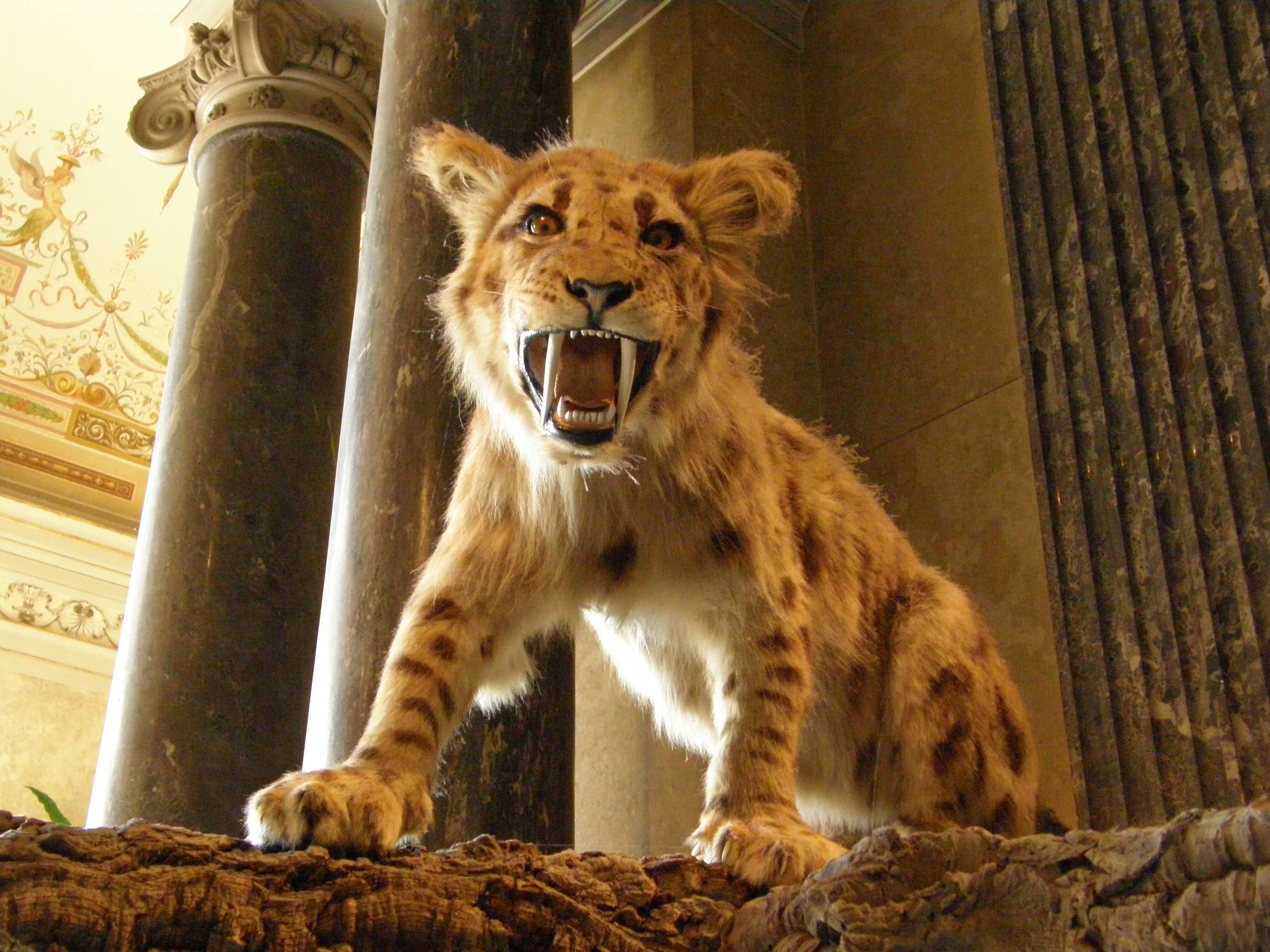 Саблезубый тигр. описание, особенности, среда обитания саблезубых тигров | животный мир