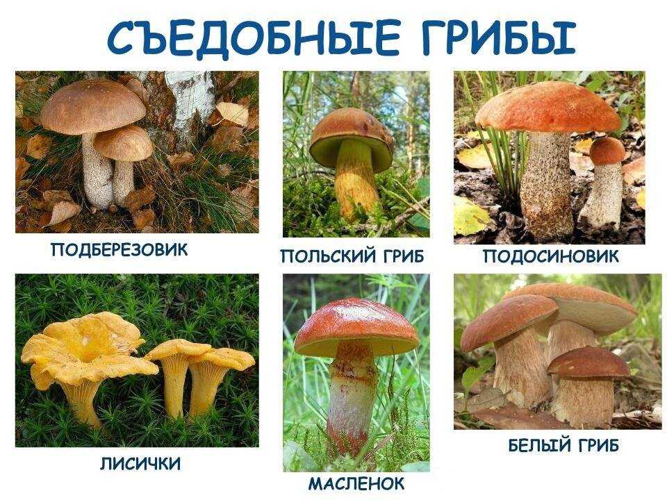 Названия грибов с картинками: съедобные, несъедобные, фото