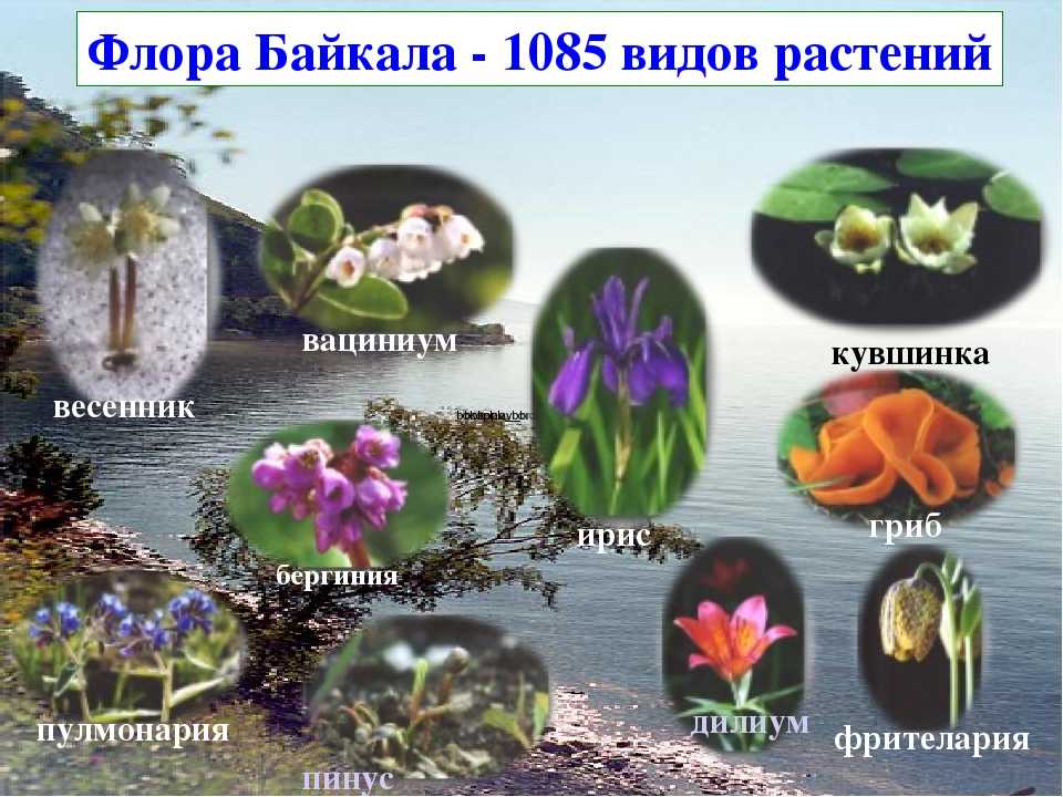 Природа байкала: растения и животные. озеро байкал :: syl.ru