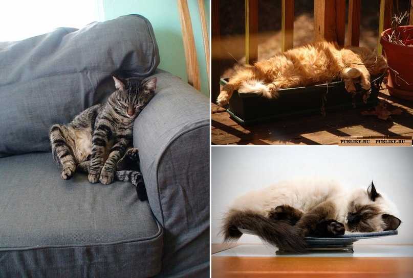 Крепкий сон вашей кошки: а есть ли норма? - статьи