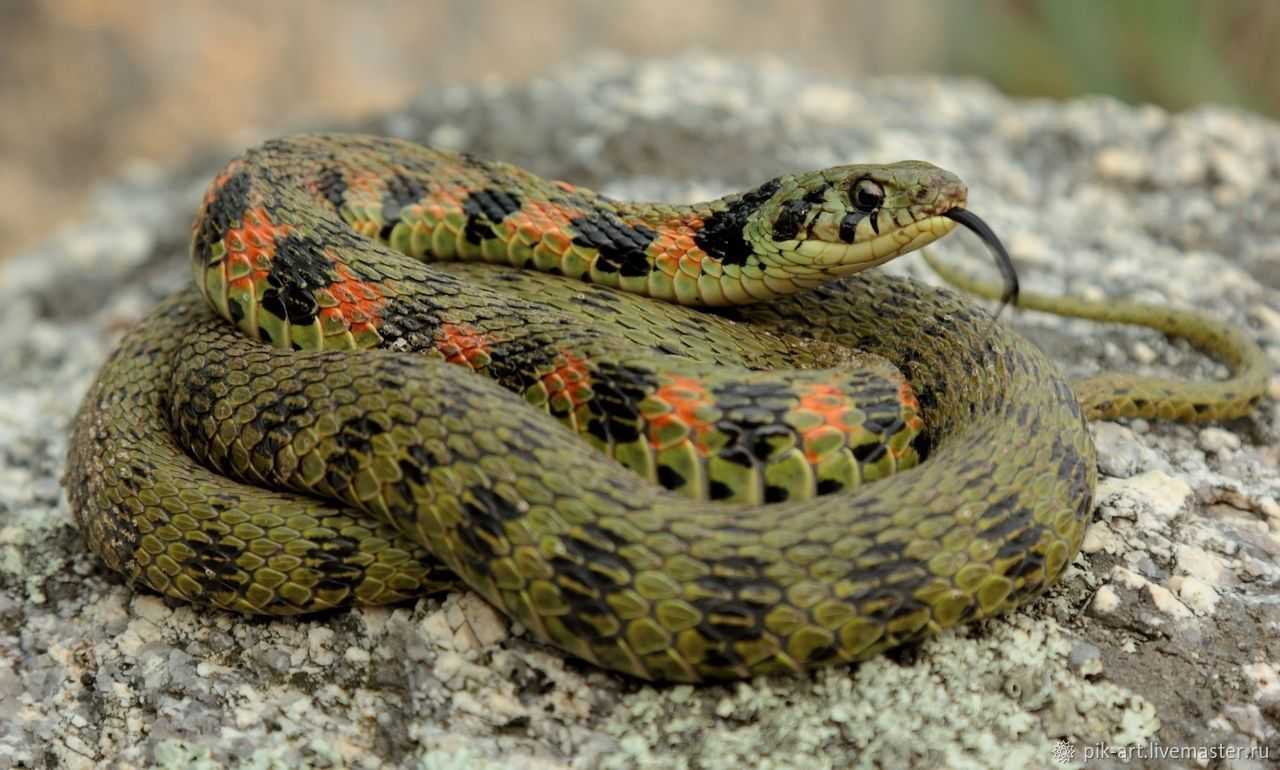 Опасные, но прекрасные! 19 самых красивых змей в мире!
