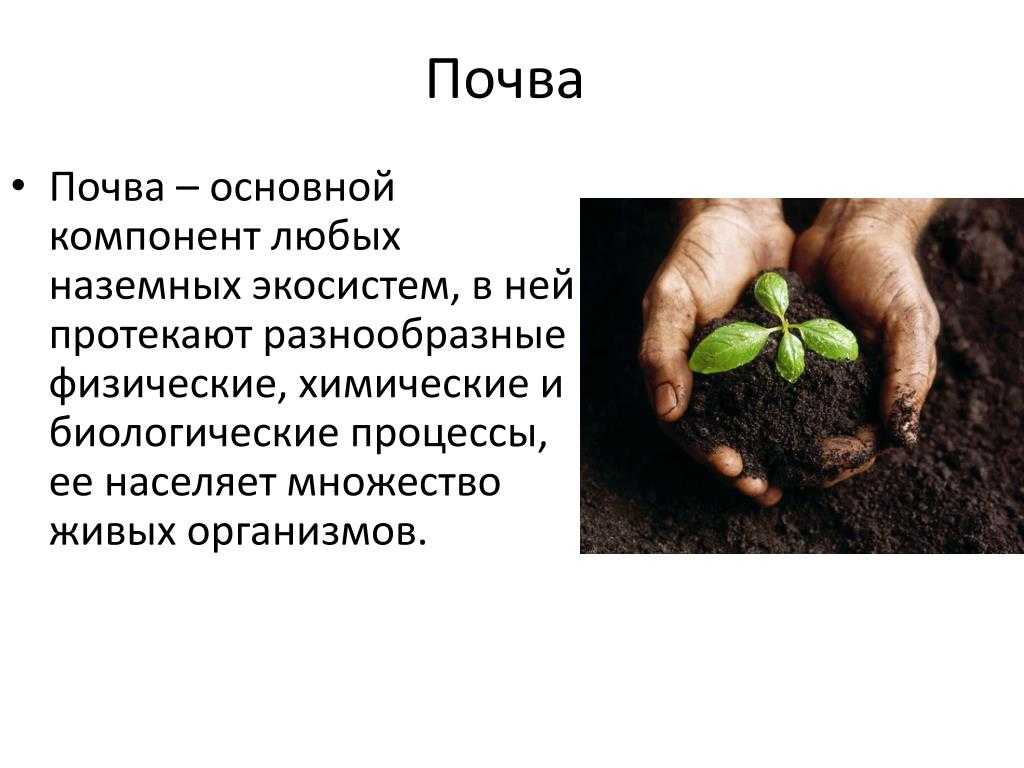 Экологическая роль почвы