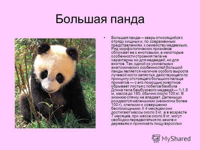 Большая панда - фото, описание, ареал, рацион, враги, популяция