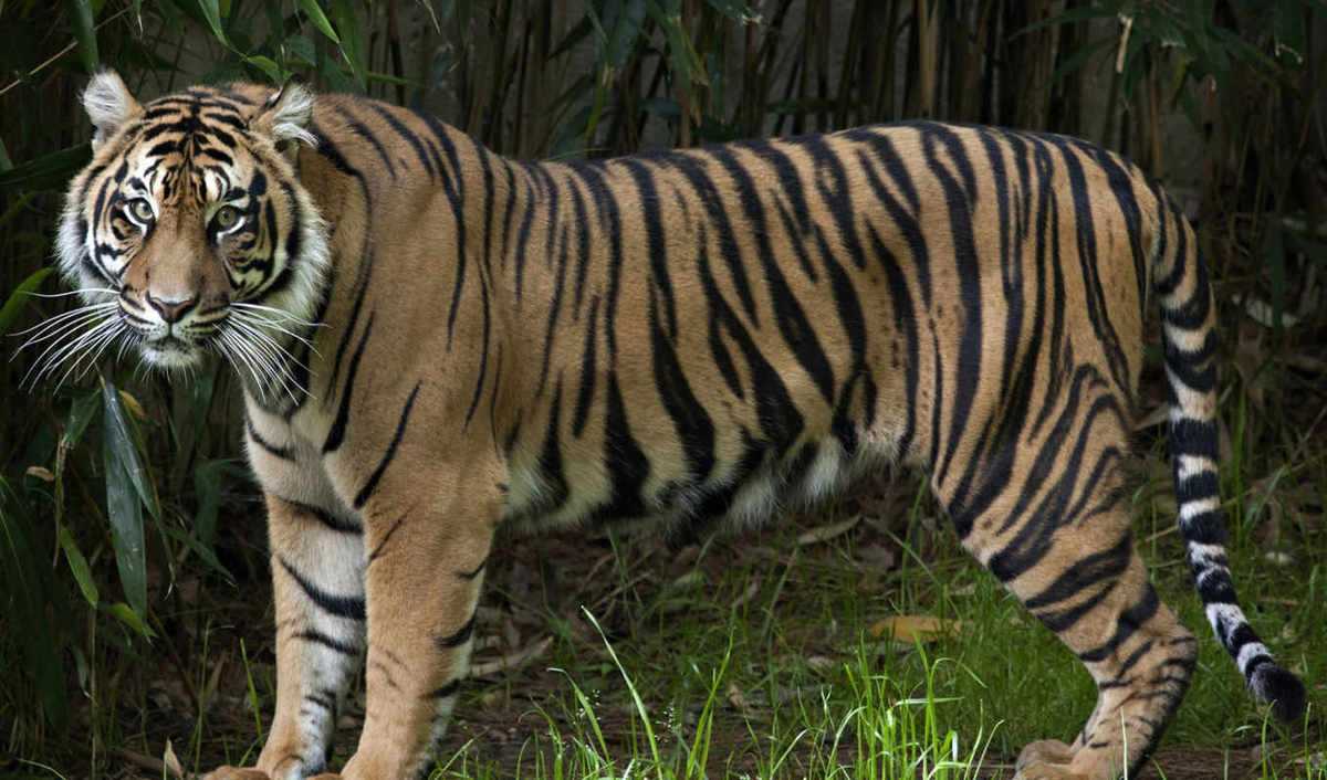 Сколько амурских тигров осталось?