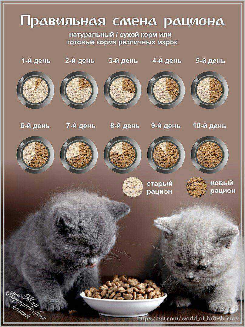 Чем вредна человеческая еда для кошек? - petstory