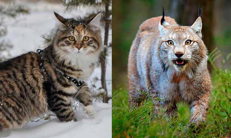 6 пород домашних кошек, похожих на рысь: фото и описание