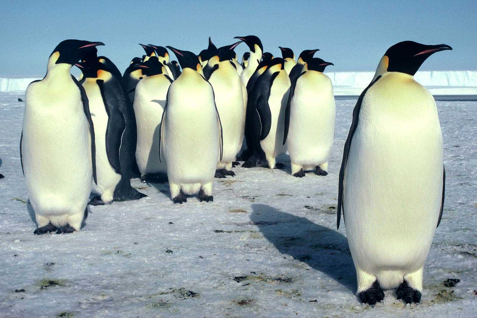 Где обитают пингвины? места обитания всех видов