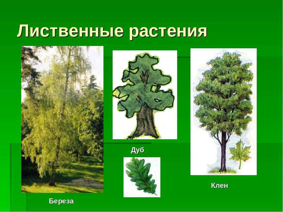Смешанные и широколиственные леса россии
