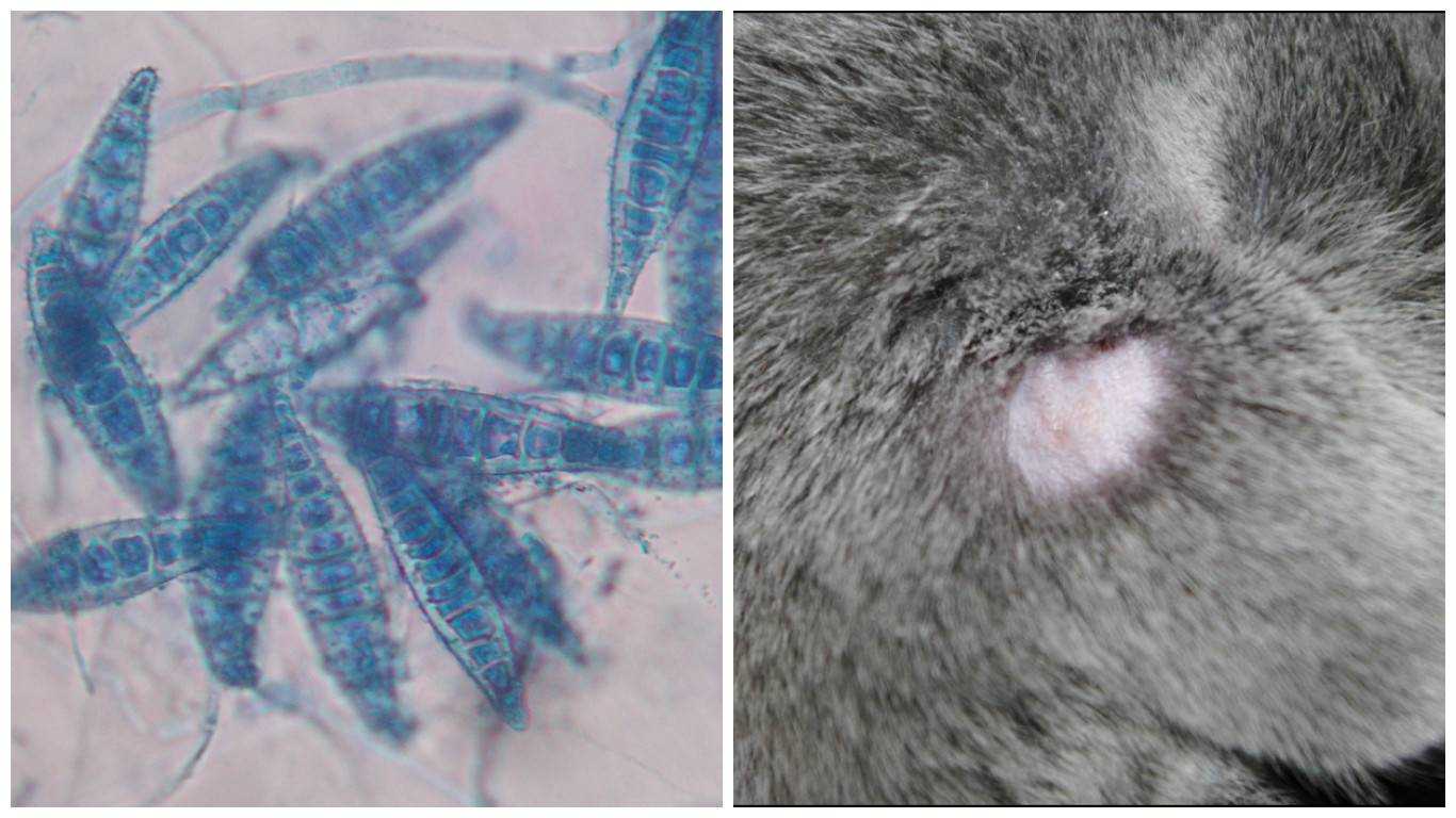 Микроспория у кошек: 115 фото болезни и современные методы лечения