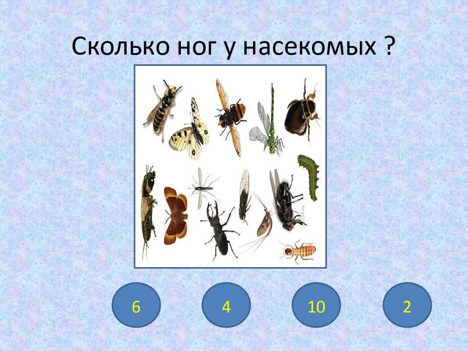 Сколько ног у насекомых? отвечаем на столь интересный вопрос