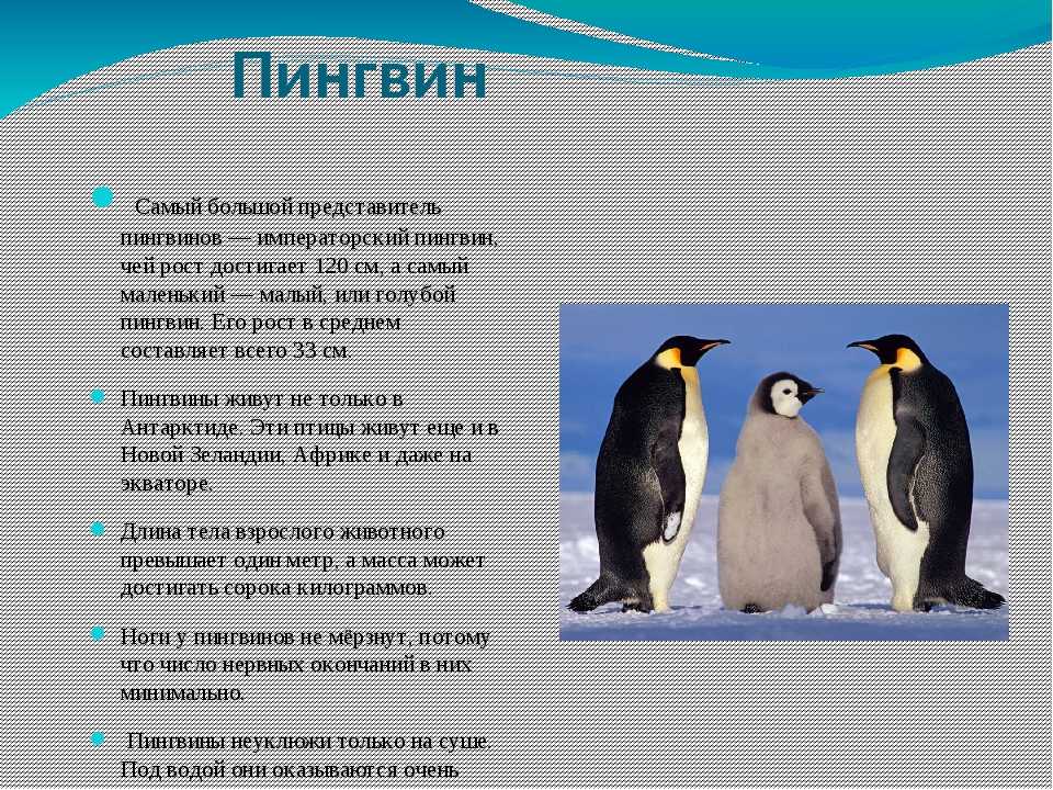 Пингвины: описание, виды, сколько живут, что едят