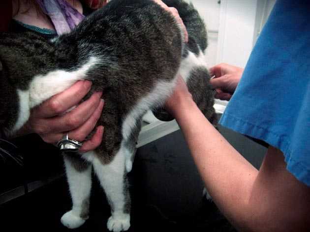 Мочекаменная болезнь у котов: причины и лечение