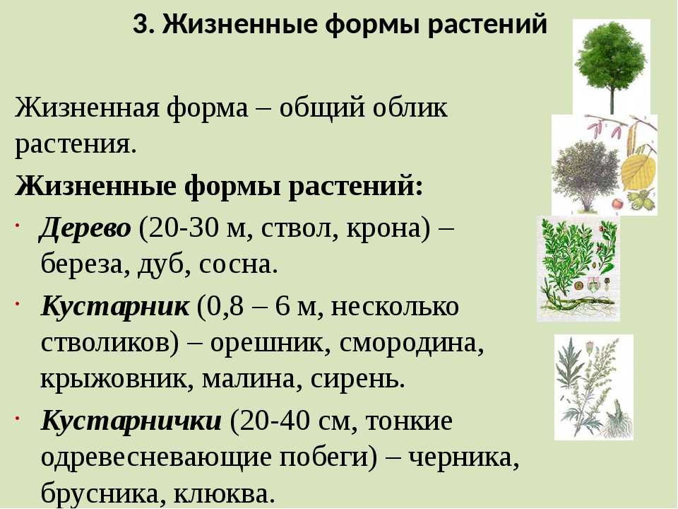 Семенные растения. голосеменные растения : farmf | литература для фармацевтов