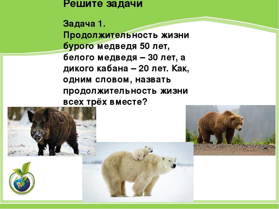 Белый медведь: интересные факты о животном. питание и обитание
