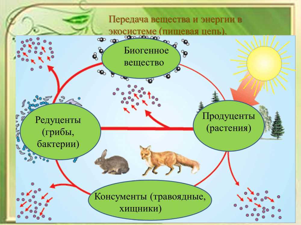 Построить схему круговорота веществ в природе в которой участвует некрупная птица воробей синица