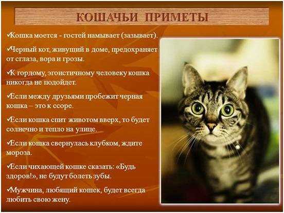 Рыжий кот или кошка в доме - все приметы и суеверия