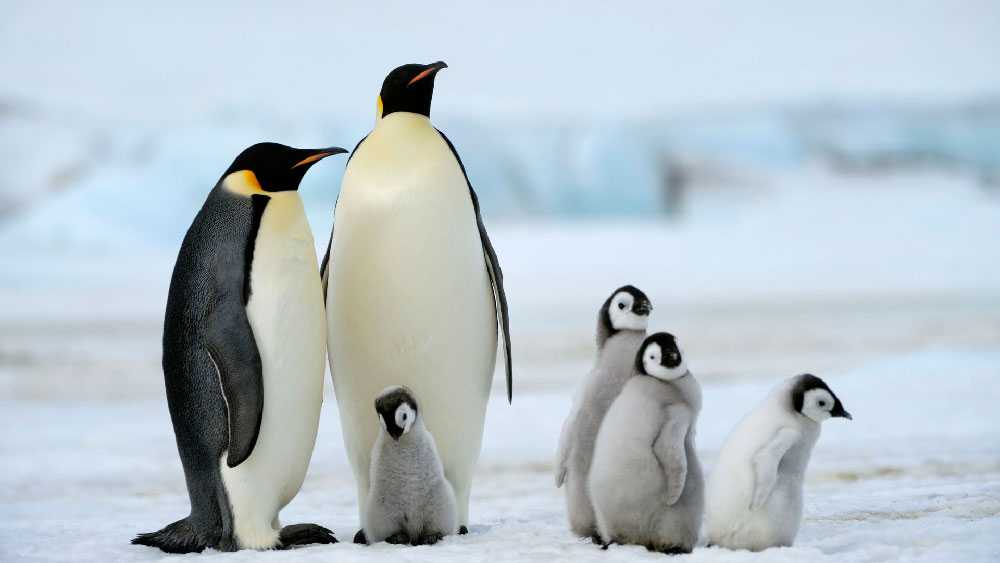 Пингвины — letopisi.ru