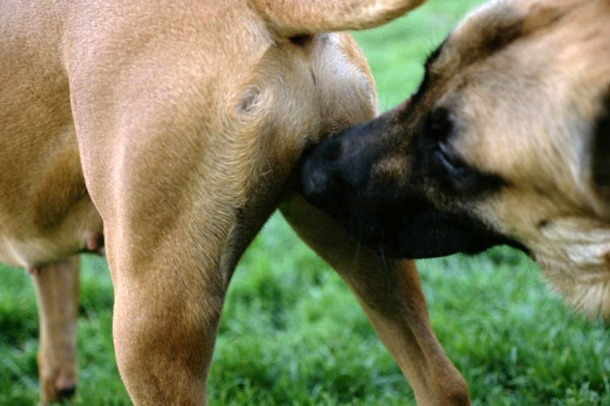 11 вещей, которые ненавидят собаки… не делайте этого!