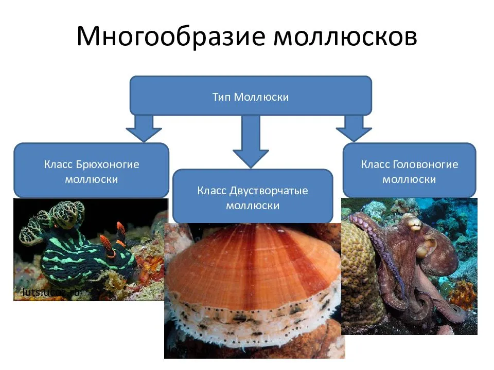 Двустворчатые моллюски - общая характеристика, особенности внешнего и внутреннего строения