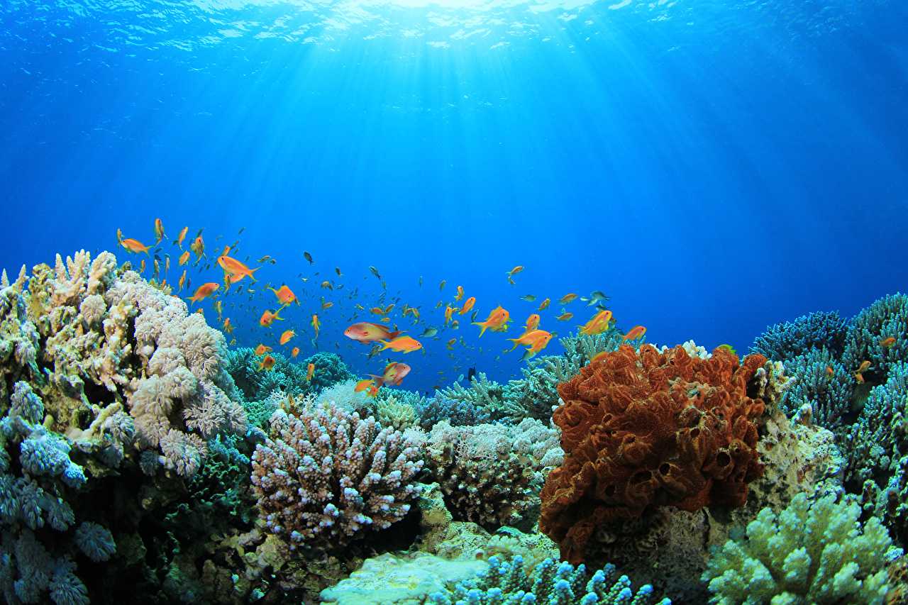 Класс коралловые полипы. восьми- и шестилучевые кораллы. характеристика, питание и строение