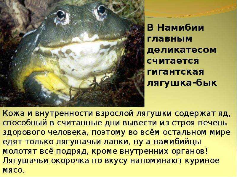 Животные россии - список, фото, названия, описание, виды